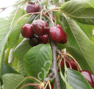 Prunus a. 'Karina' | Kersenboom | Leivorm