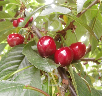 Prunus cer. 'Morel' | Kersenboom