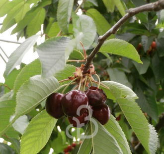 Prunus a. 'Lapins' | Kersenboom