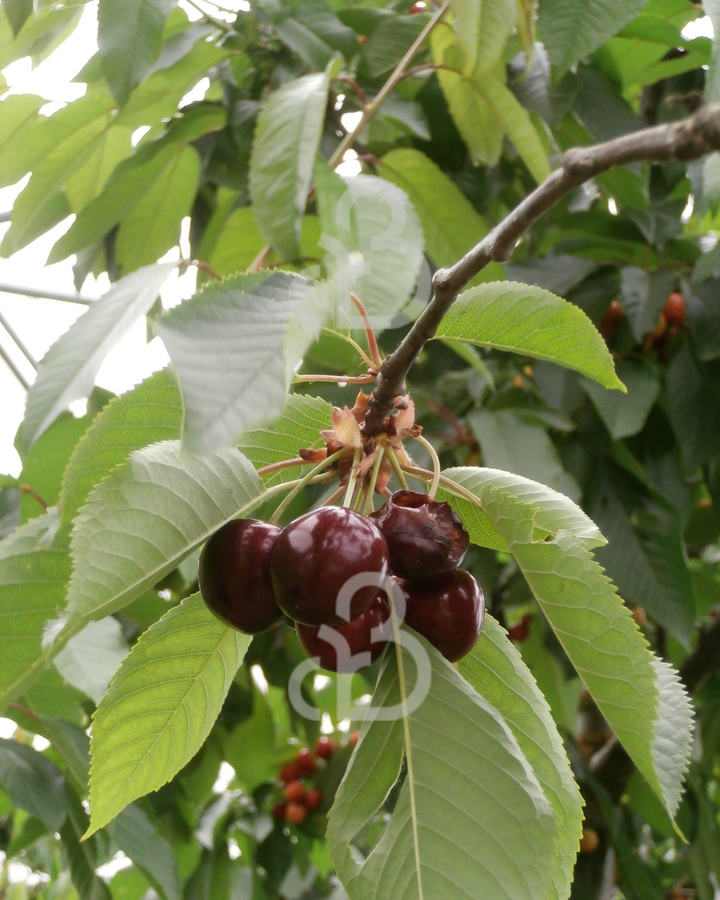 Prunus a. 'Lapins' | Kersenboom