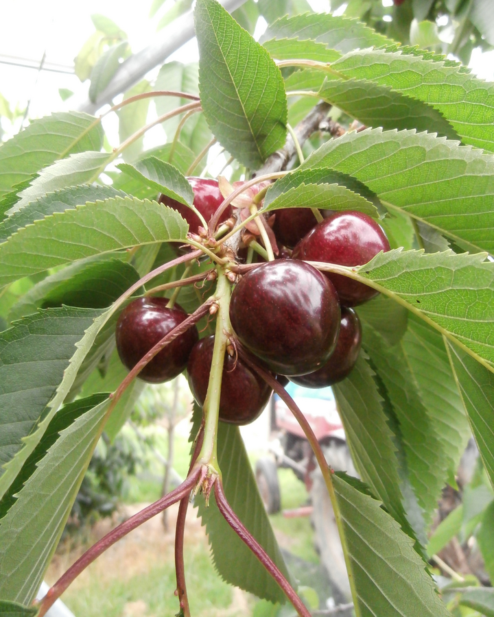Prunus a. 'Lapins' | Kersenboom