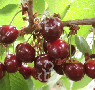 Prunus a. 'Merchant' | Kersenboom