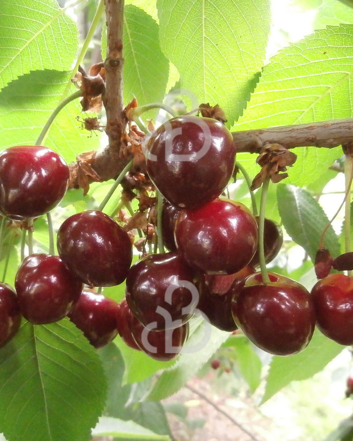 Prunus a. 'Merchant' | Kersenboom