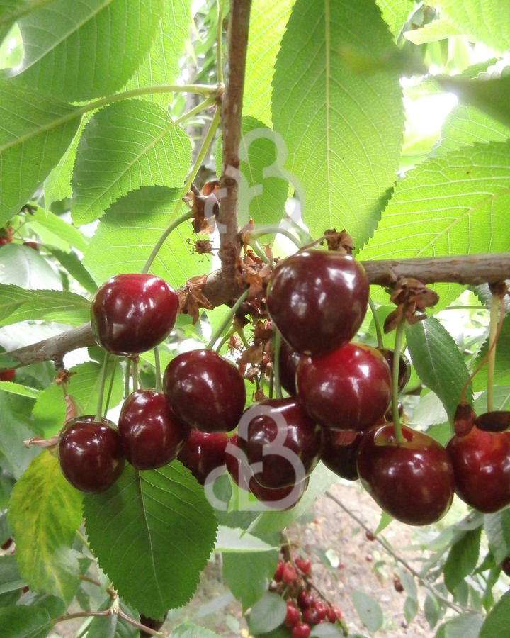 Prunus a. 'Merchant' | Kersenboom