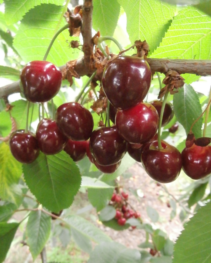 Prunus a. 'Merchant' | Kersenboom | Leivorm