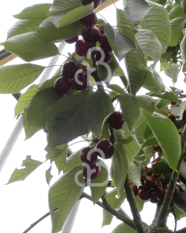 Prunus a. 'Lapins' | Kersenboom | Leivorm