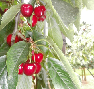 Prunus a. 'Kelleris Nr. 16' | Kersenboom