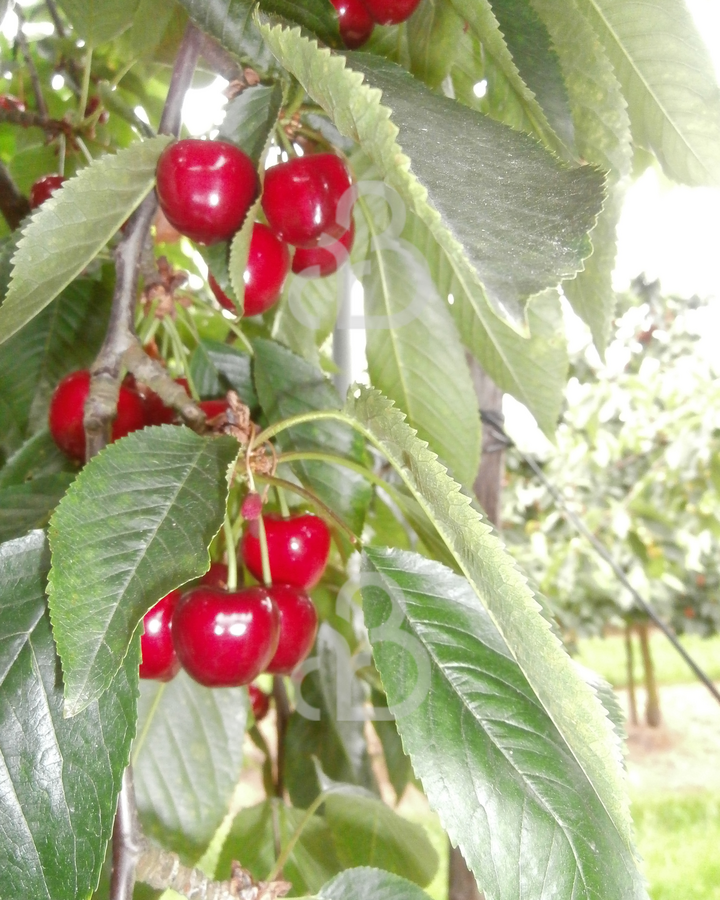 Prunus a. 'Kelleris Nr. 16' | Kersenboom