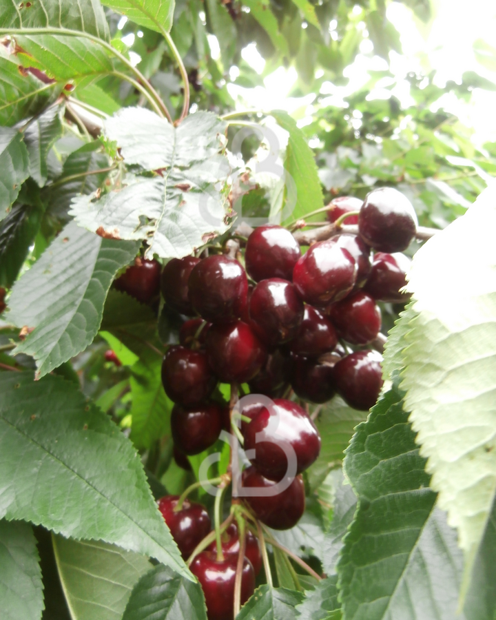 Prunus a. 'Kordia' | Kersenboom