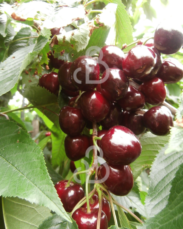 Prunus a. 'Kordia' | Kersenboom