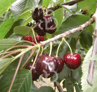 Prunus a. 'Kordia' | Kersenboom | Leivorm