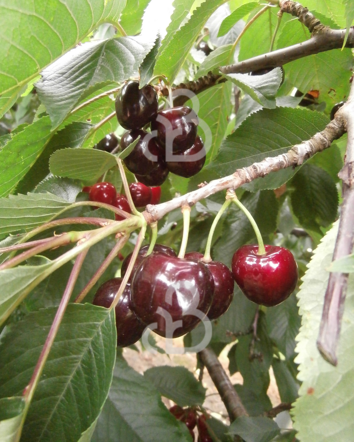Prunus a. 'Kordia' | Kersenboom | Leivorm