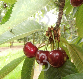 Prunus a. 'Earlise' | Kersenboom