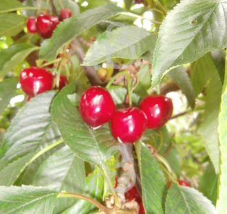 Prunus cer. 'Rheinische Schattenmorel' | Kersenboom