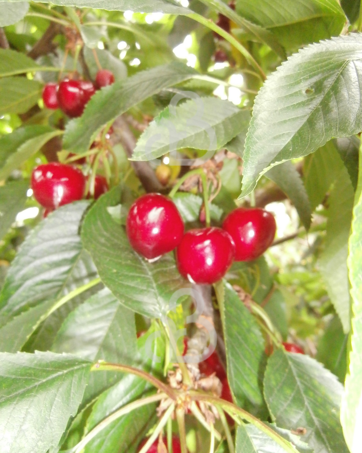 Prunus cer. 'Rheinische Schattenmorel' | Kersenboom