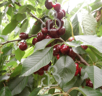 Prunus a. 'Van' | Kersenboom