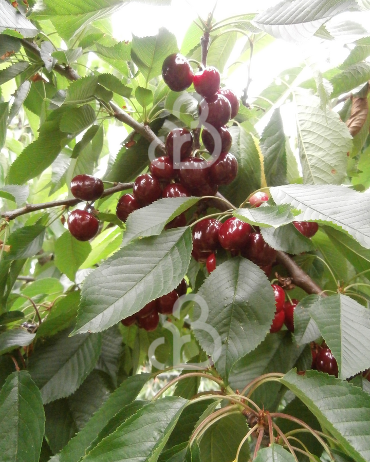 Prunus a. 'Van' | Kersenboom