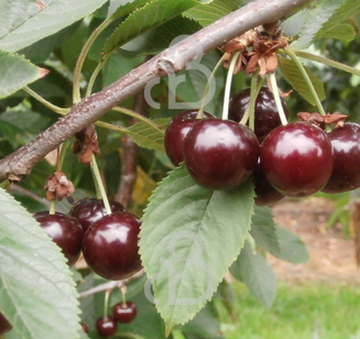 Prunus a. 'Varikse Zwarte' | Kersenboom