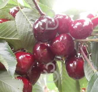 Prunus a. 'Udense Spaanse' | Kersenboom