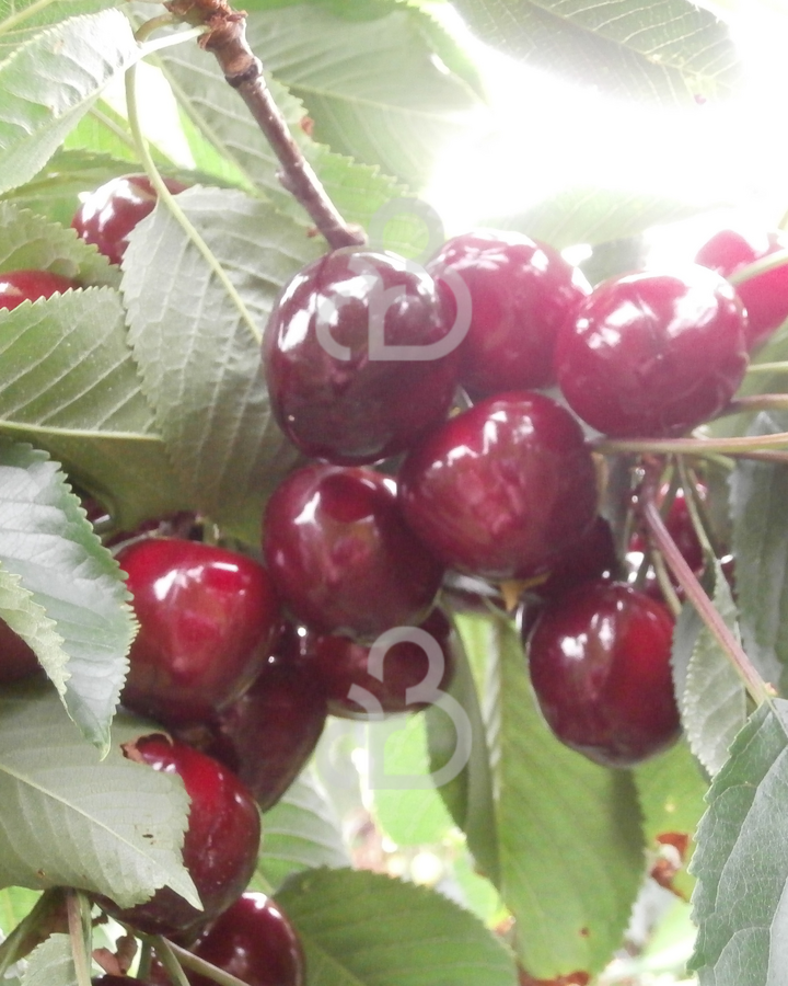 Prunus a. 'Udense Spaanse' | Kersenboom