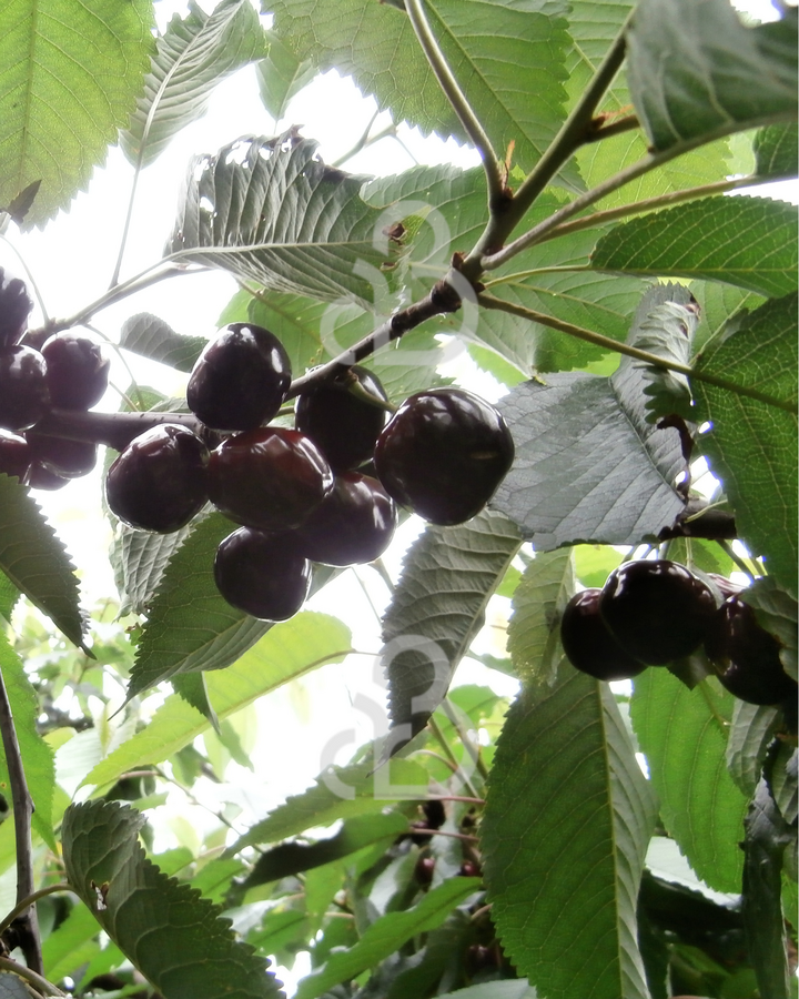 Prunus a. 'Regina' | Kersenboom