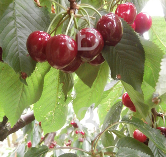 Prunus a. 'Wijnkers' | Kersenboom