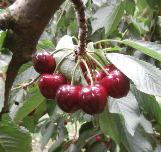 Prunus a. 'Sweetheart' | Kersenboom