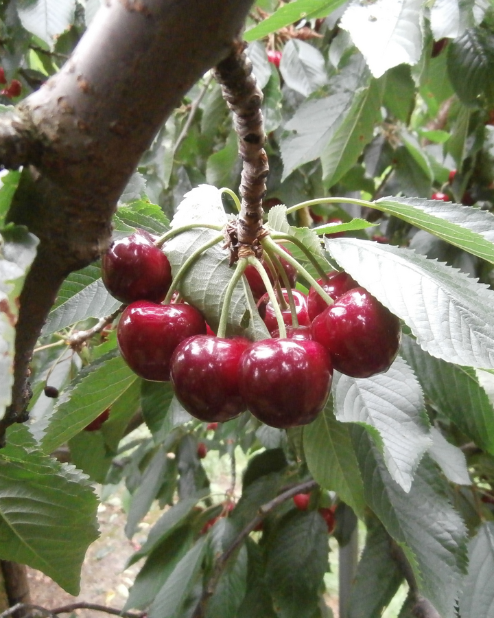 Prunus a. 'Sweetheart' | Kersenboom