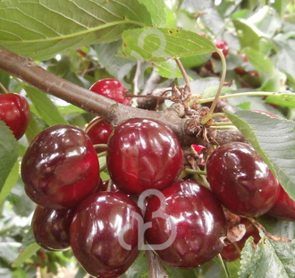 Prunus a. 'Castor' | Kersenboom