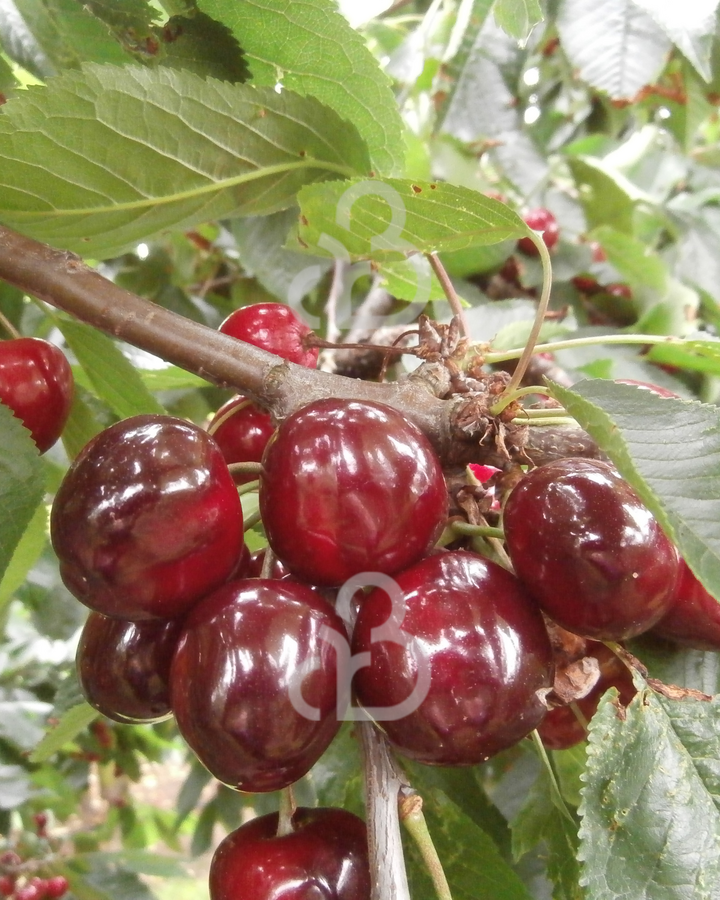 Prunus a. 'Castor' | Kersenboom