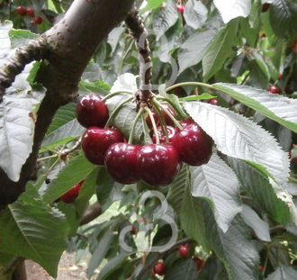 Prunus a. 'Pollux' | Kersenboom