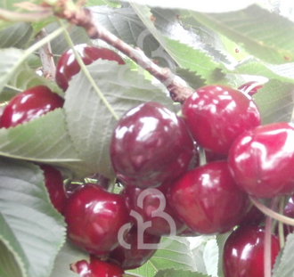 Prunus a. 'Pater van Mansfeld' | Kersenboom