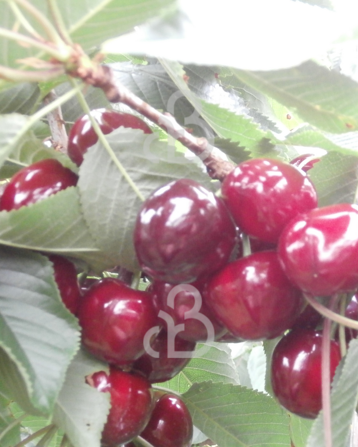 Prunus a. 'Pater van Mansfeld' | Kersenboom