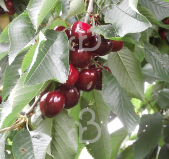 Prunus a. 'Merton Premier' | Kersenboom