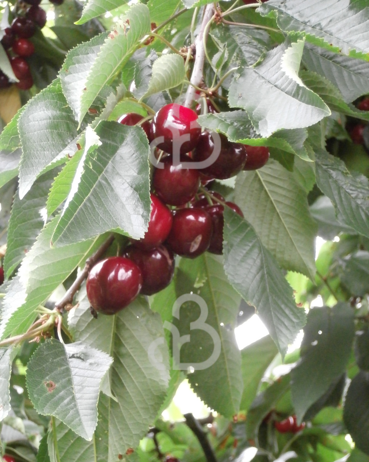 Prunus a. 'Merton Premier' | Kersenboom