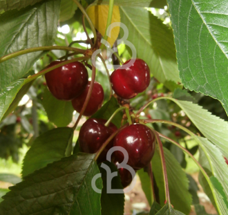 Prunus a. 'Mierlose Zwarte' | Kersenboom