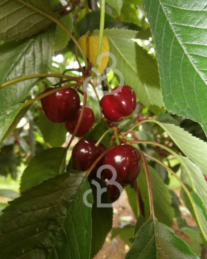 Prunus a. 'Mierlose Zwarte' | Kersenboom