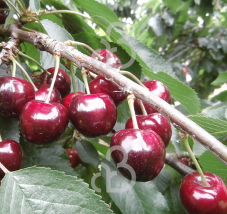 Prunus a. 'Sunburst' | Kersenboom