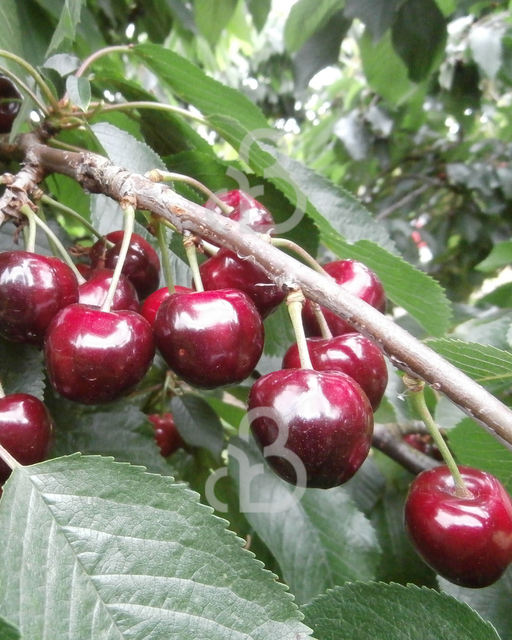 Prunus a. 'Sunburst' | Kersenboom