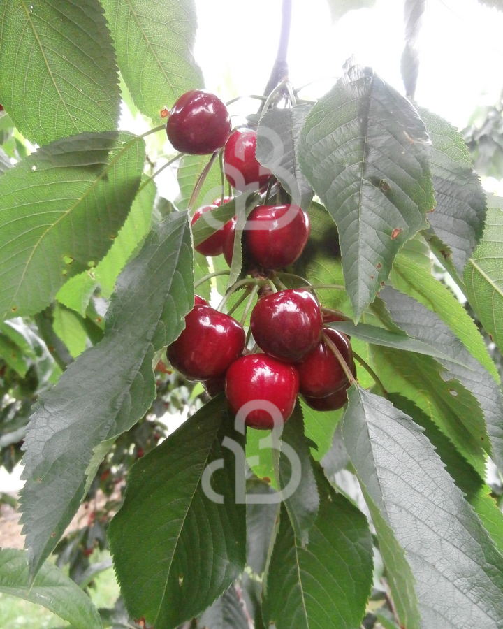 Prunus a. 'Schneiders Späte Knorpelkirsche.' | Kersenboom