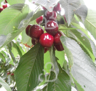 Prunus a. 'Stella' | Kersenboom