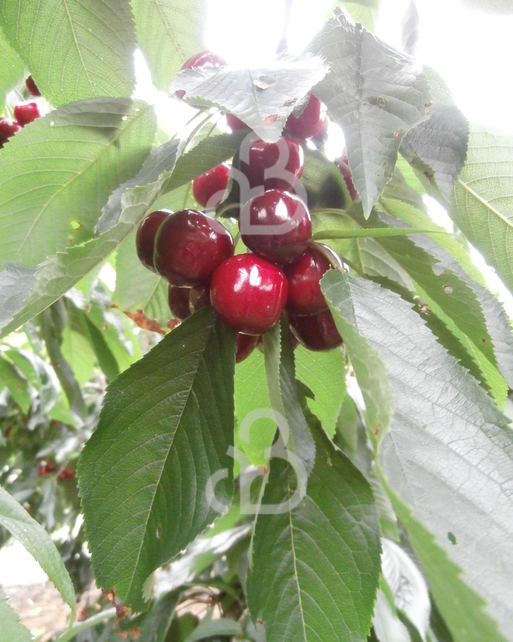 Prunus a. 'Stella' | Kersenboom