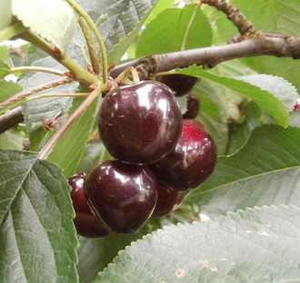 Prunus cer. 'Dubbele Meikers' | Kersenboom