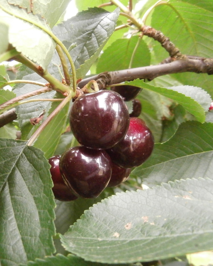 Prunus cer. 'Dubbele Meikers' | Kersenboom