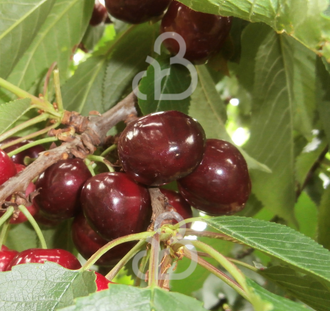 Prunus a. 'Early Rivers' | Kersenboom