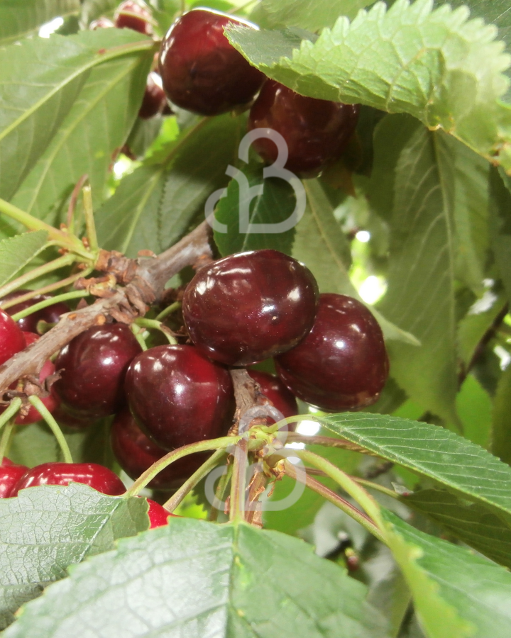 Prunus a. 'Early Rivers' | Kersenboom