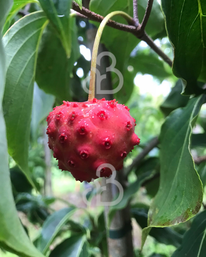 Cornus kousa chinensis | Kornoelje  | Heester