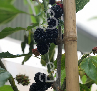 Morus alba 'Giant Fruit' | Witte moerbei | Voedselbos