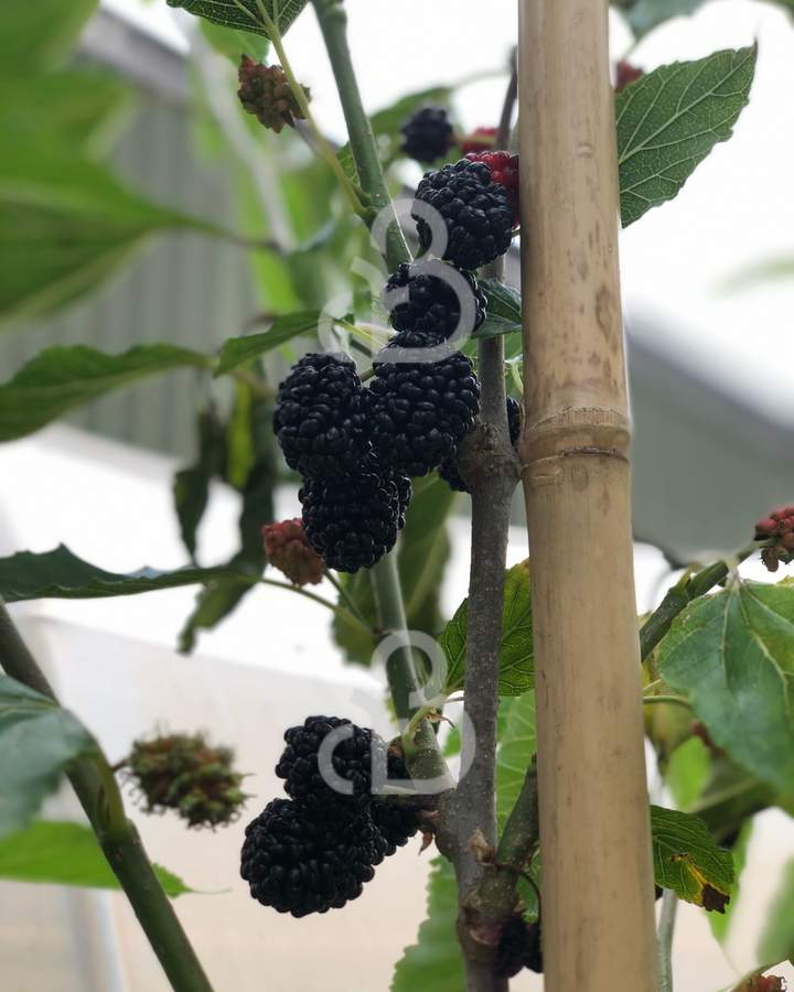 Morus alba 'Giant Fruit' | Witte moerbei | Voedselbos