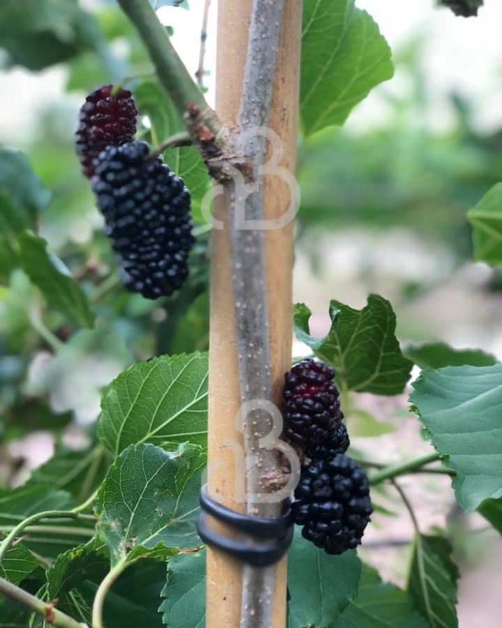 Morus alba 'Giant Fruit' | Witte moerbei | Voedselbos